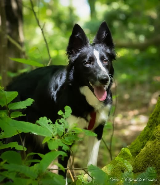 Chien dans la nature